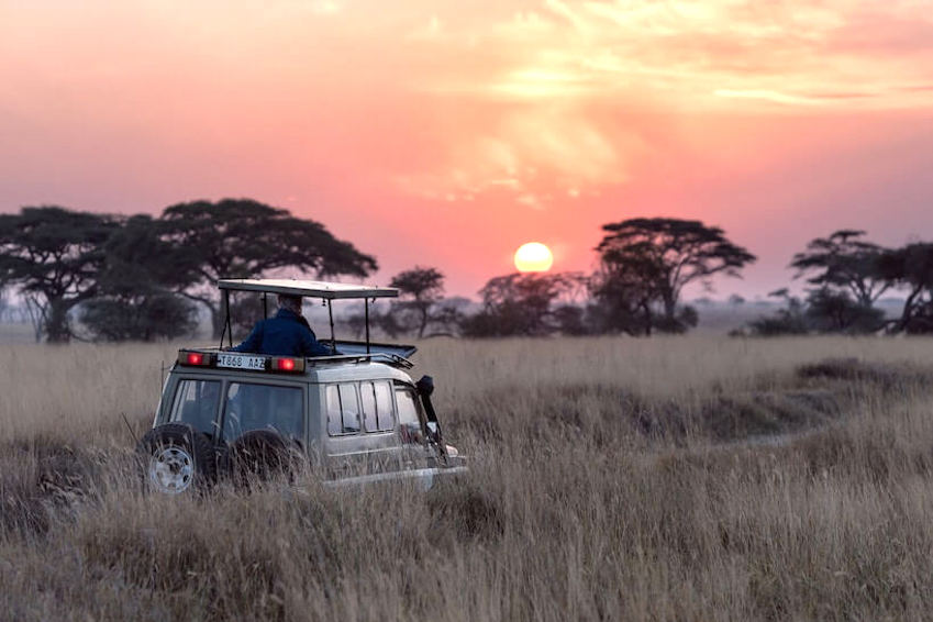 Sur la route des plus beaux safaris
