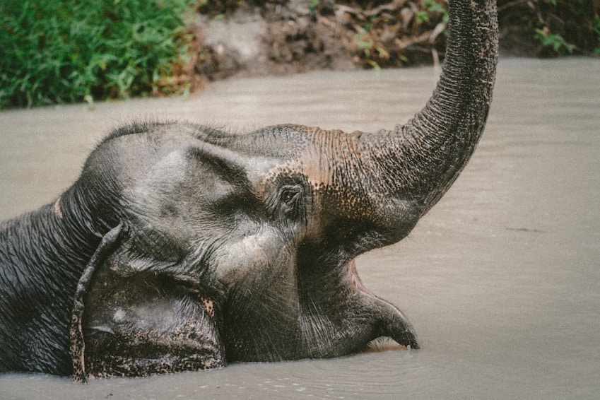 Jouer avec les éléphants de l’Elephant Jungle Sanctuary Phuket