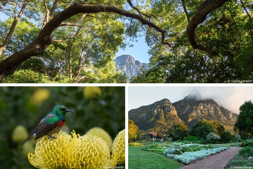 Jardin botanique de Kirstenbosch